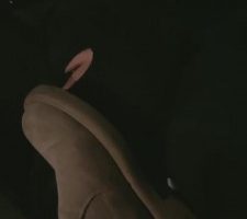 【晚晚S】室外车内调狗 bf7409