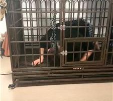 【喵酱紫】磕头求主人白袜皮鞋虐 JS241011-20