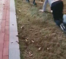 【丹祖宗】双S户外遛狗专场 bf8938