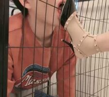 【安静/陌初】带闺蜜踩踏耳光舔鞋狗【双视角版】