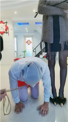 【媚娘工作室】双S-四肢固定彻底犬化训练 JS241125-31